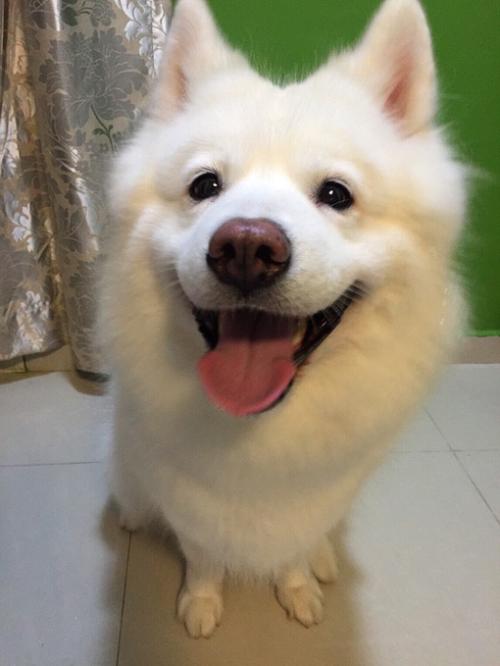 Å·Ã˶à¹úÆô¶¯Ð¹ÚÒßÃç½ÓÖÖ Öж«Êý¹úÊÕ½ô·ÀÒß´ëÊ©