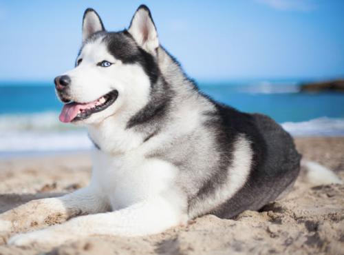 ³¯ÏÊÐû²¼³É¹¦ÊÔÉäÐÂÐ͹ÌÌåȼÁÏÖ޼ʵ¯µÀµ¼µ¯